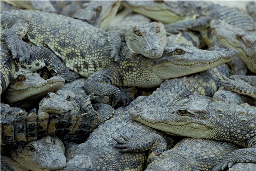 人工养殖鳄鱼数据库展示图